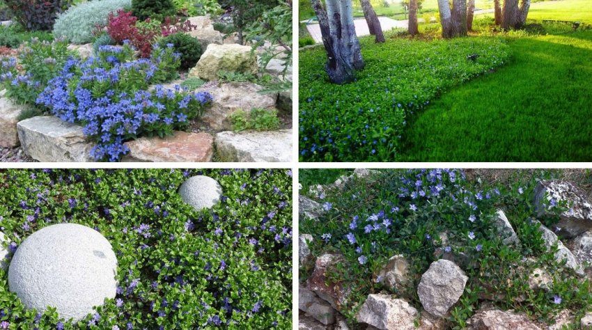 Плющ у ландшафтному дизайні