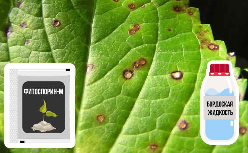 Препараты для борьбы с пятнистостью листьев гортензии