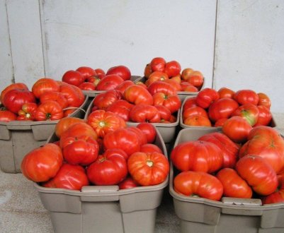 Помідори «Хлібосольні»: опис сорту, особливості вирощування та догляду