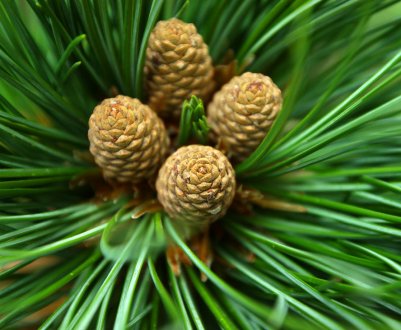 Коли починає плодоносити кедр?