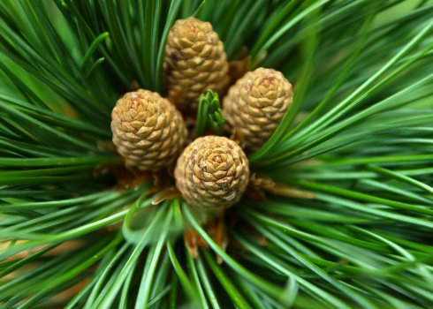 Коли починає плодоносити кедр?