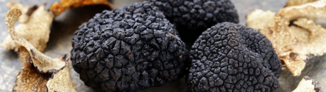 Іспанські фермери навчилися вирощувати коштовні трюфелі