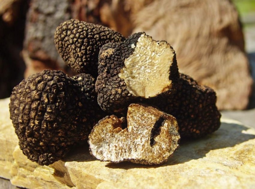 Іспанські фермери навчилися вирощувати коштовні трюфелі