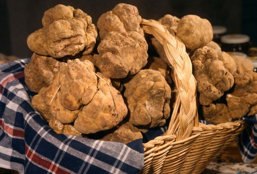 Іспанські фермери навчилися вирощувати коштовні трюфелі