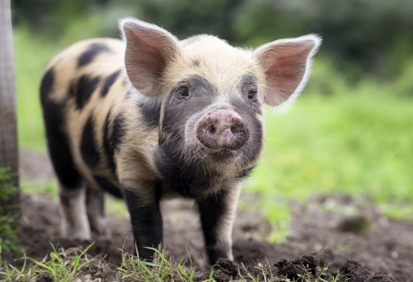 Нова Зеландія боїться виникнення АЧС