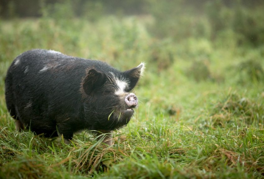Нова Зеландія боїться виникнення АЧС