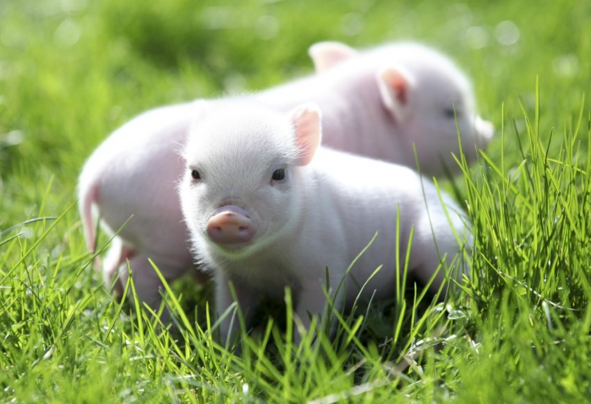 Нова Зеландія боїться виникнення АЧС