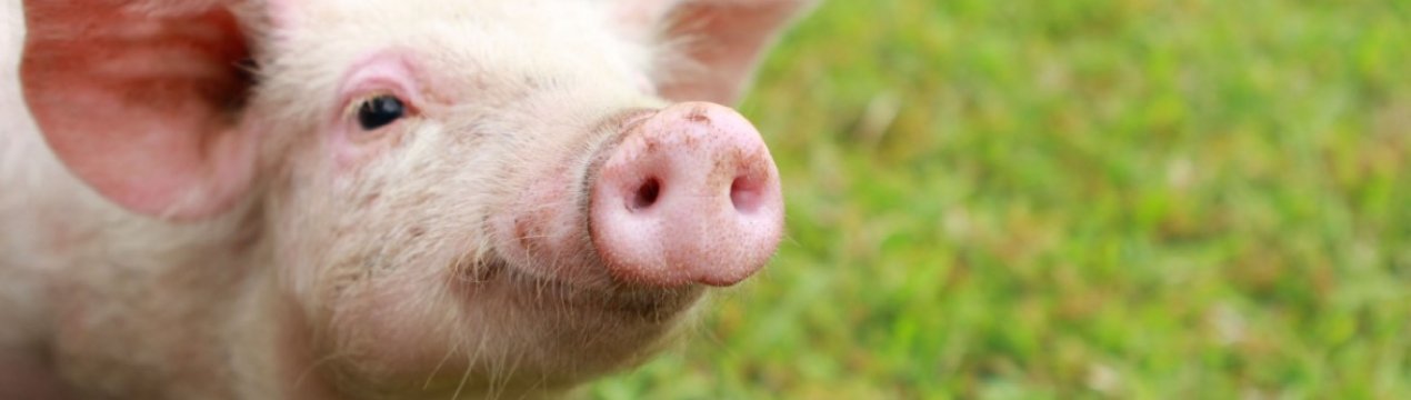 Нова Зеландія стурбована появою африканської чуми свиней (АЧС)