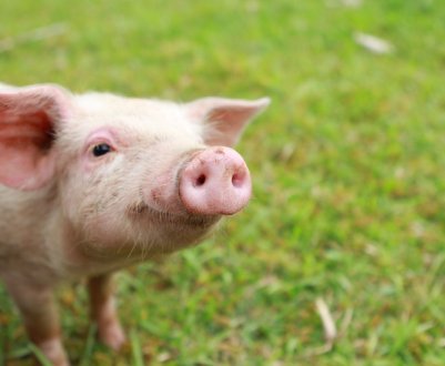 Нова Зеландія стурбована появою африканської чуми свиней (АЧС)