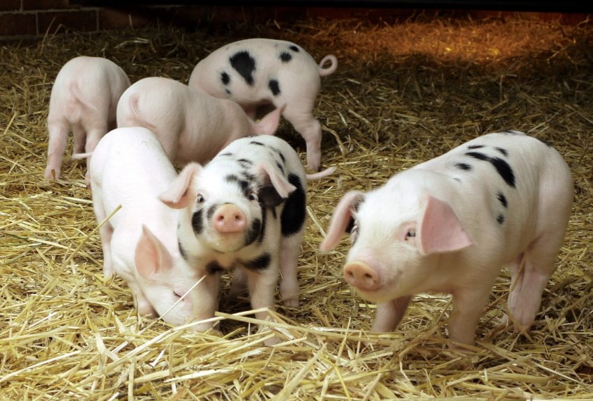 Нова Зеландія боїться появи АЧС