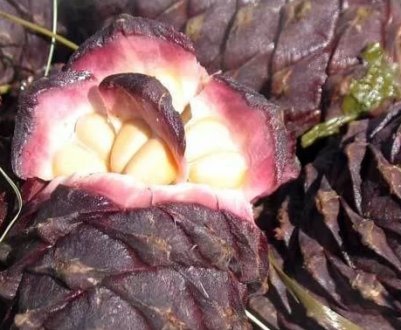 Як варити кедрову шишку в домашніх умовах