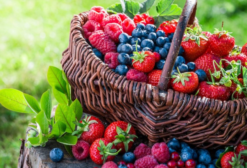 В Південній Кореї створили інтелектуальну прохолодну теплицю В Південній Кореї створили інтелектуальну прохолодну теплицю