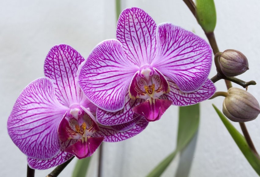 В Південній Кореї створили інтелектуальну прохолодну теплицю В Південній Кореї створили інтелектуальну прохолодну теплицю