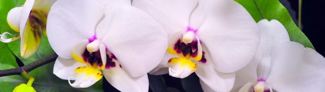 У Південній Кореї створили інтелектуальну охолоджувальну теплицю