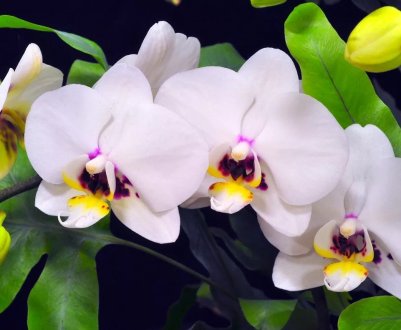 У Південній Кореї створили інтелектуальну охолоджувальну теплицю