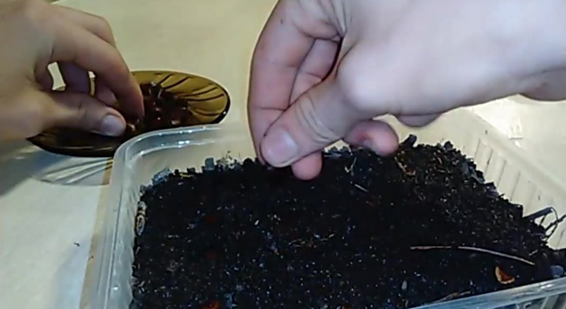 Как выращивать кедр из семян в домашних условиях?