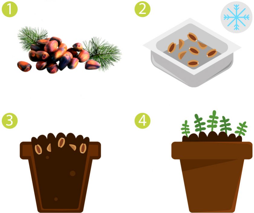 Как выращивать кедр из семян в домашних условиях?