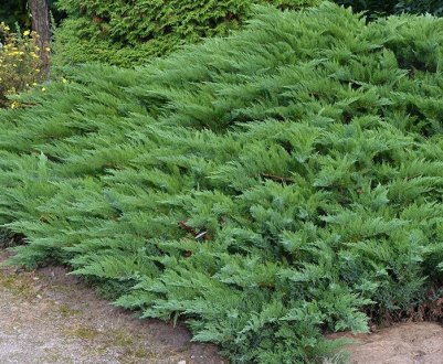 Опис карликового можжевельника