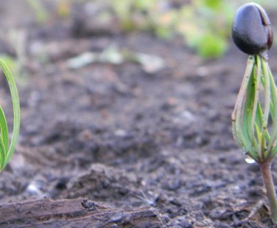 Як виростити кедр з насінинки в домашніх умовах