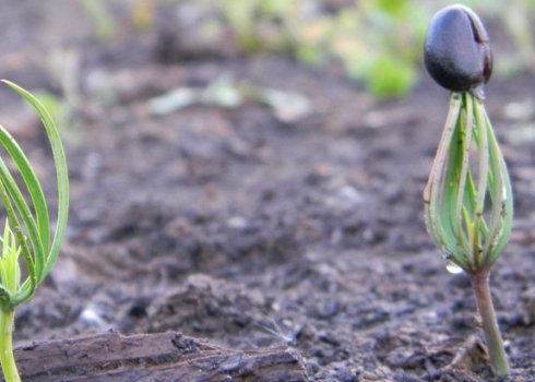 Як виростити кедр з насінинки в домашніх умовах