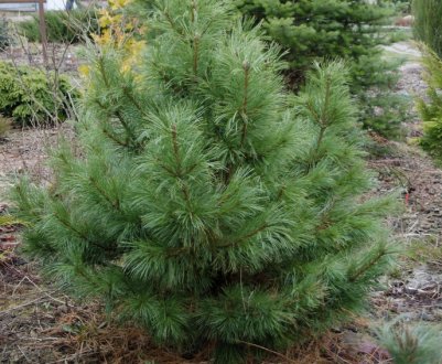 Правила та рекомендації щодо догляду за кедром