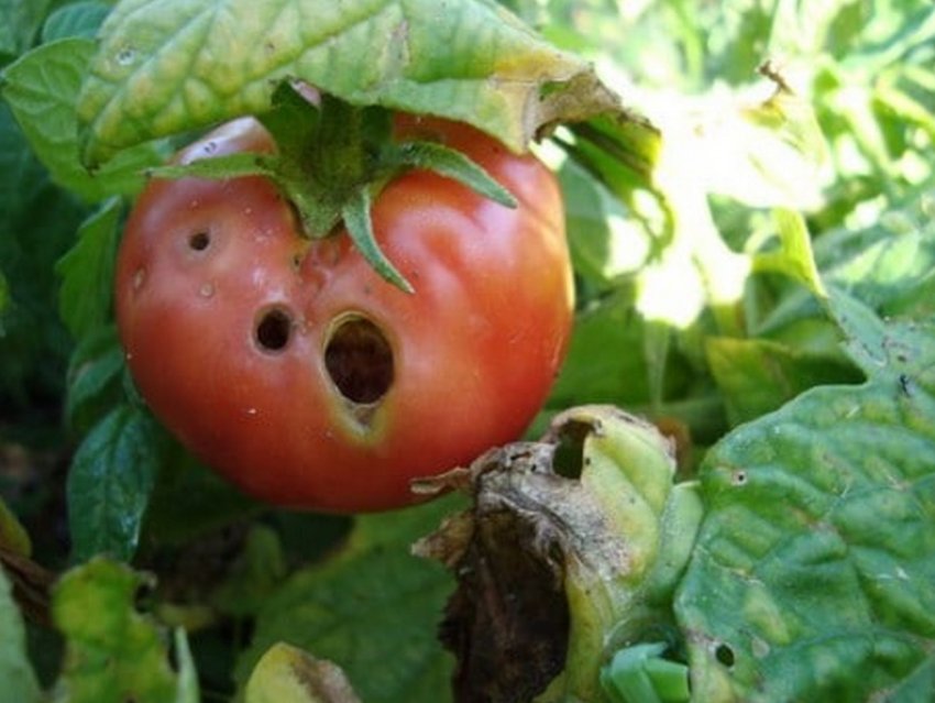 Ураження совками Ураження совками