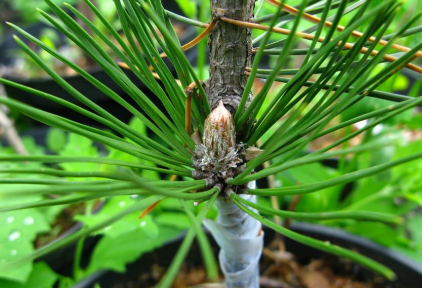 Прививка на сосну Прививка на сосну