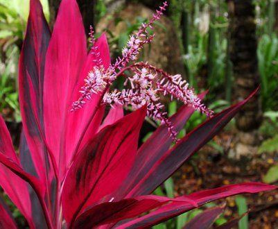 Квітка кордилина: догляд в домашніх умовах