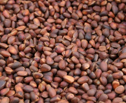 Опис та якість кедрових горішків