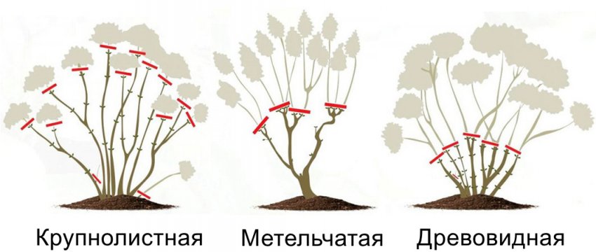Гортензия перестала цвести что делать. Смотреть фото Гортензия перестала цвести что делать. Смотреть картинку Гортензия перестала цвести что делать. Картинка про Гортензия перестала цвести что делать. Фото Гортензия перестала цвести что делать