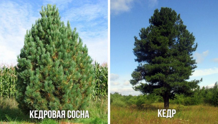 Кедровая сосна и кедр