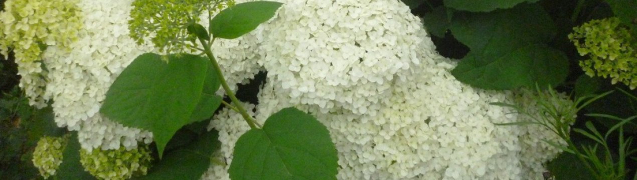 Опис і вирощування кущастих гортензій Баунті