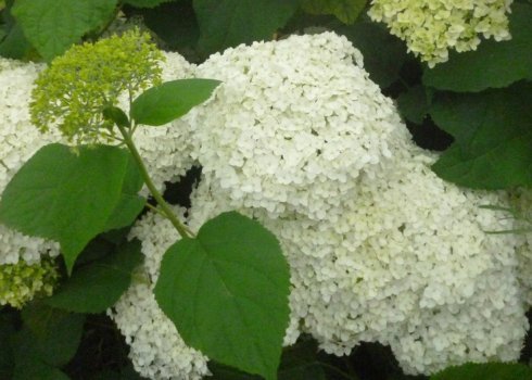 Опис і вирощування кущастих гортензій Баунті
