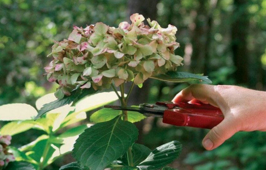 Видалення старих пагонів