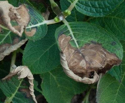 Як боротися з хворобами і шкідниками гортензії