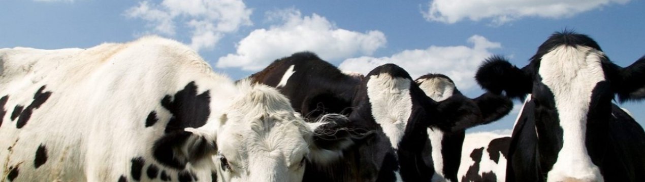 Українська компанія збільшує продуктивність корів за чеською технологією