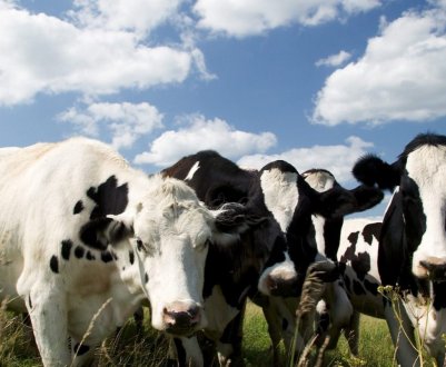 Українська компанія збільшує продуктивність корів за чеською технологією
