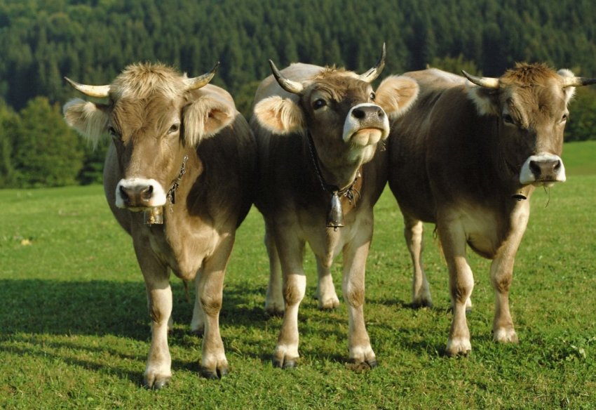 Українська компанія збільшує продуктивність корів за чеською технологією Українська компанія збільшує продуктивність корів за чеською технологією