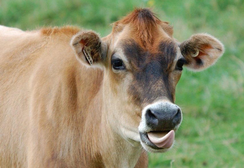 Українська компанія збільшує продуктивність корів за чеською технологією Українська компанія збільшує продуктивність корів за чеською технологією