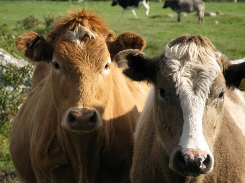 Українська компанія збільшує продуктивність корів за чеською технологією Українська компанія збільшує продуктивність корів за чеською технологією