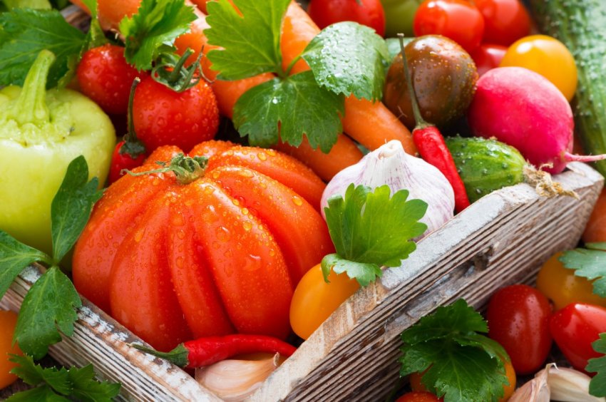 Повністю автоматизована теплиця відкрилась в Липецькій області Повністю автоматизована теплиця відкрилась в Липецькій області