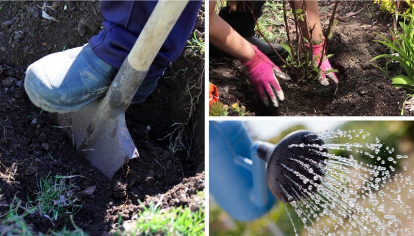 Схема посадки гортензії Схема посадки гортензії