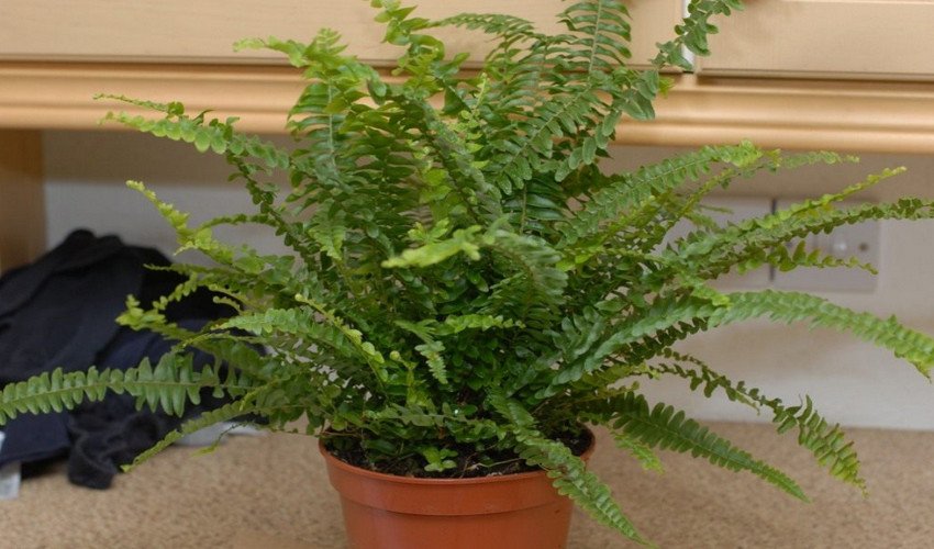 Нефролепіс кімнатний