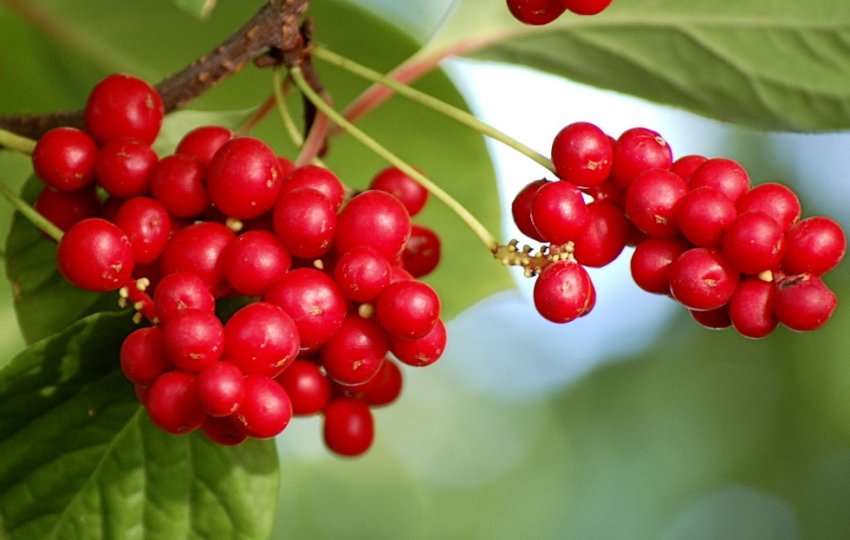 Плоди лимонника Плоди лимонника