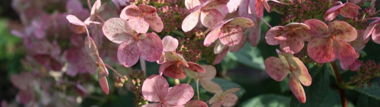 Сніжний горох Гортензія Ерлі Сенсейшен