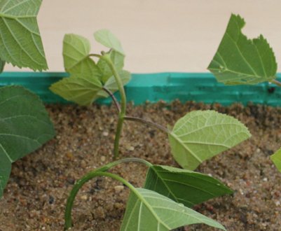 Сяйво гортензії зміючої