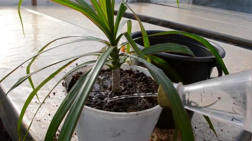 Яка вода потрібна для поливу драцени Яка вода потрібна для поливу драцени