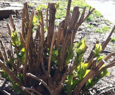 Правильне обрізання деревоподібної гортензії