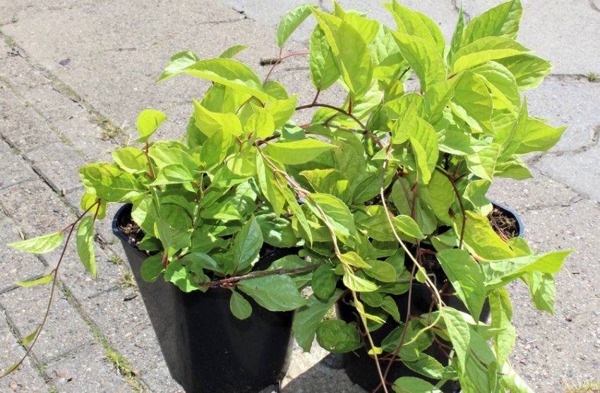 Саджанець лимонника китайського Саджанець лимонника китайського