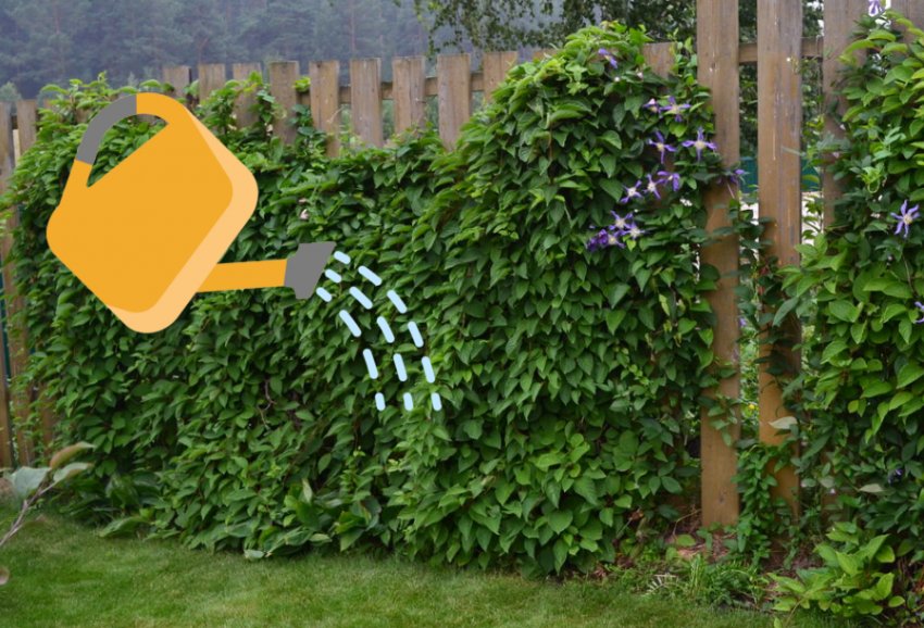 Полив лимонника Полив лимонника